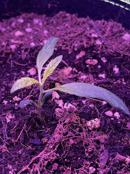 First grow. FastBudz Banana purple punch. Week 2 - I’m curious to see how she goes. 