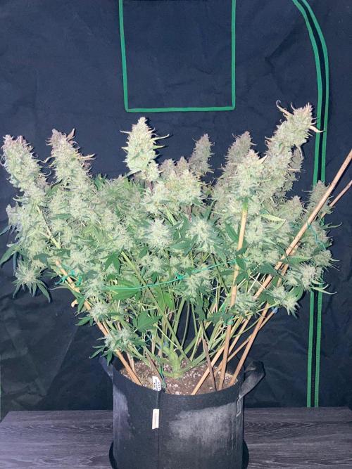 42Fastbuds Gorilla Cookies Auto. Week 12