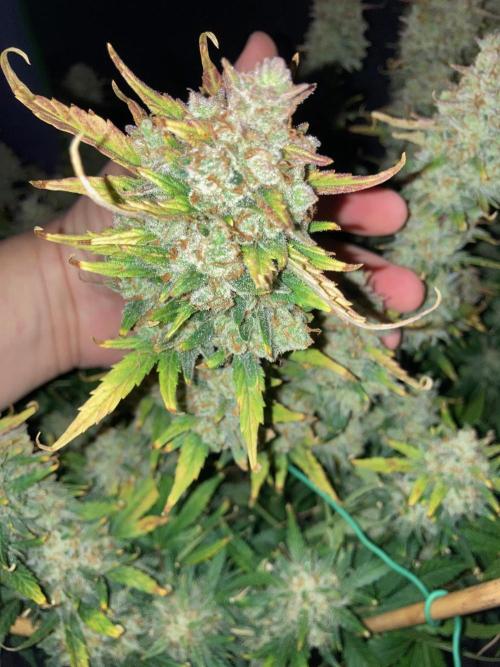 42Fastbuds Gorilla Cookies Auto. Week 12