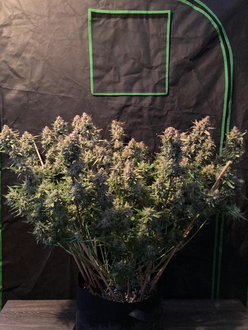 42Fastbuds Gorilla Cookies Auto. Week 12