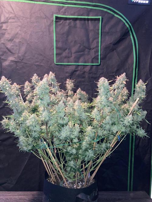 42Fastbuds Gorilla Cookies Auto. Week 12