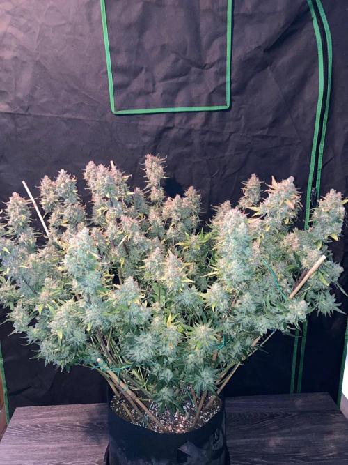 42Fastbuds Gorilla Cookies Auto. Week 12