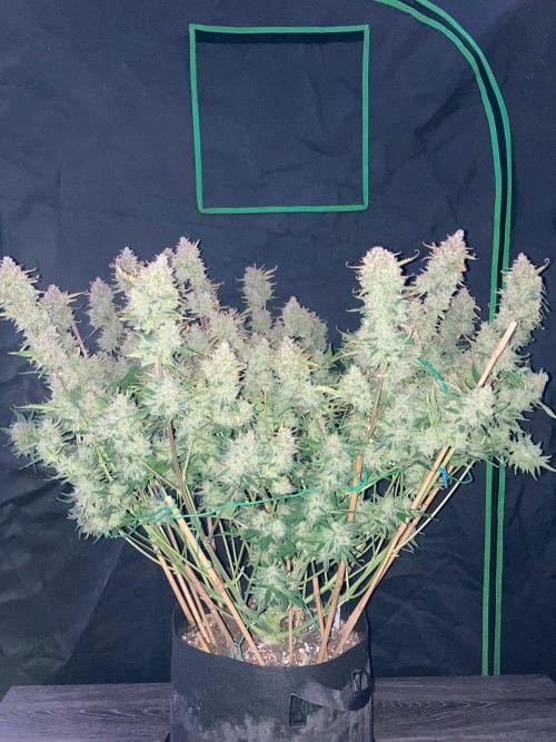 42Fastbuds Gorilla Cookies Auto. Week 12