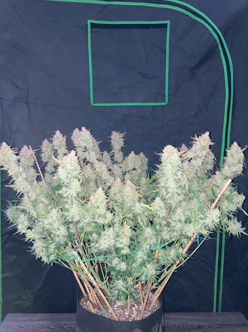 42Fastbuds Gorilla Cookies Auto. Week 12
