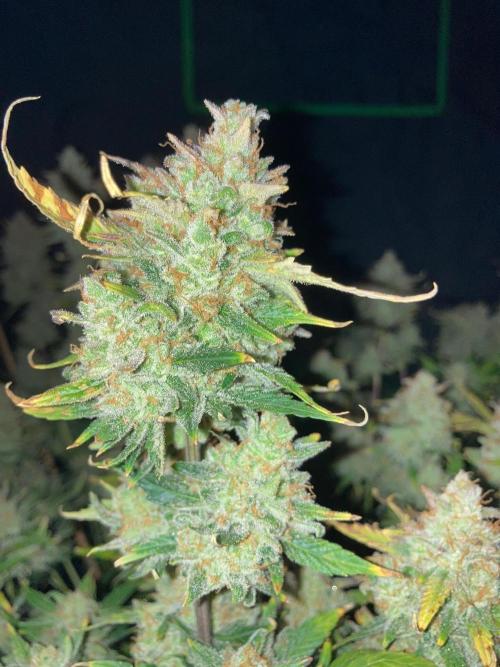 42Fastbuds Gorilla Cookies Auto. Week 12
