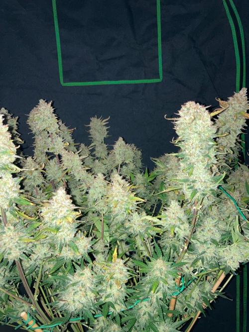 42Fastbuds Gorilla Cookies Auto. Week 12