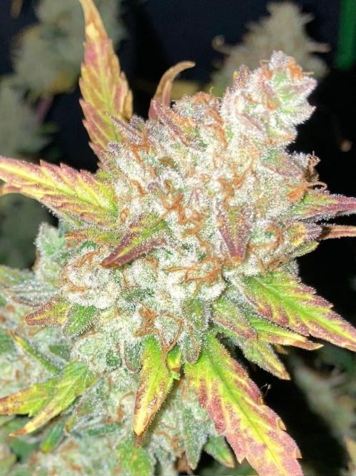 42Fastbuds Gorilla Cookies Auto. Week 12