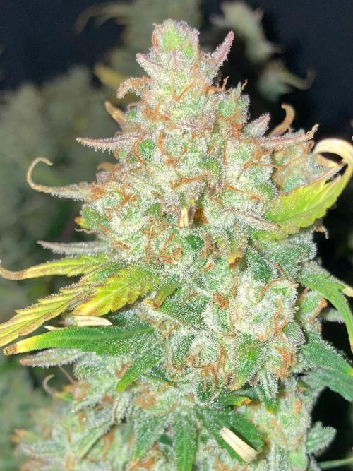 42Fastbuds Gorilla Cookies Auto. Week 12