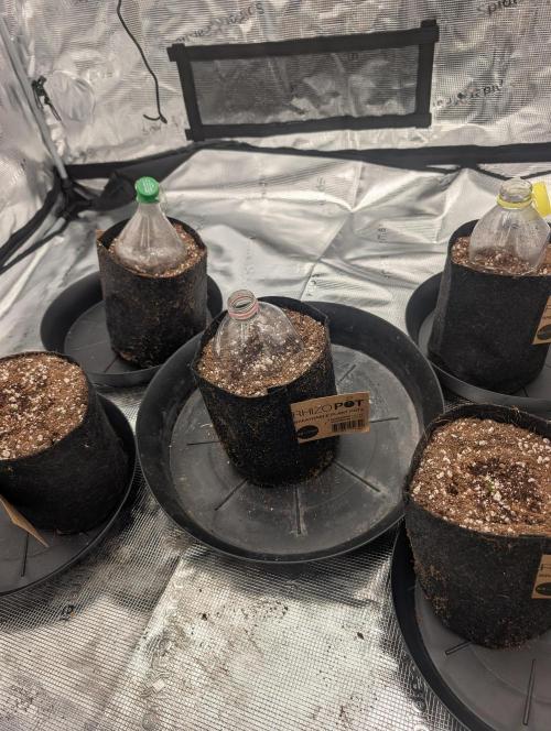 Giannasisgrows. Week 1