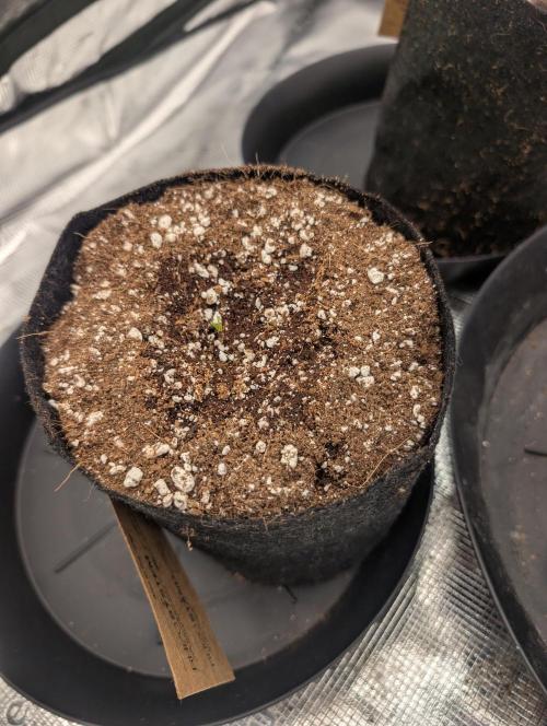 Giannasisgrows. Week 1