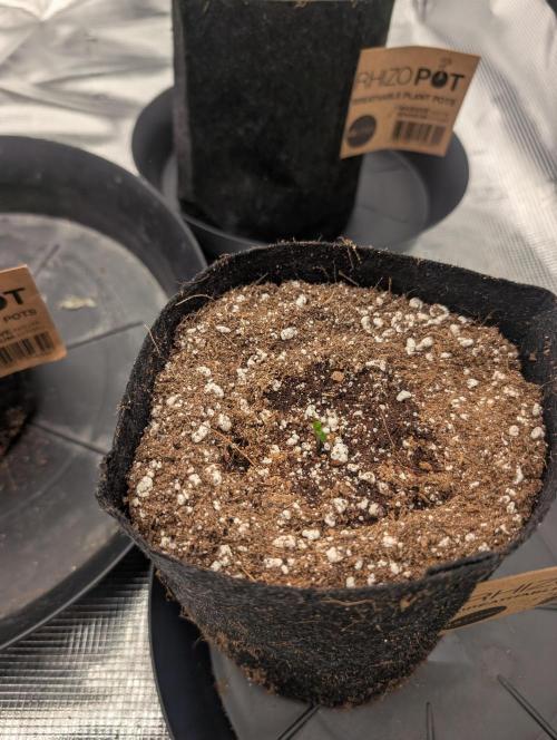 Giannasisgrows. Week 1