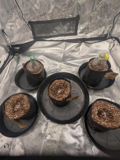 Giannasisgrows. Week 1