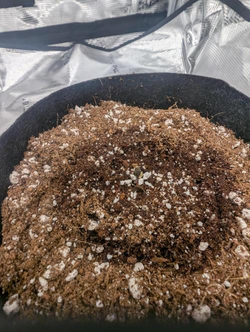 Giannasisgrows. Week 1