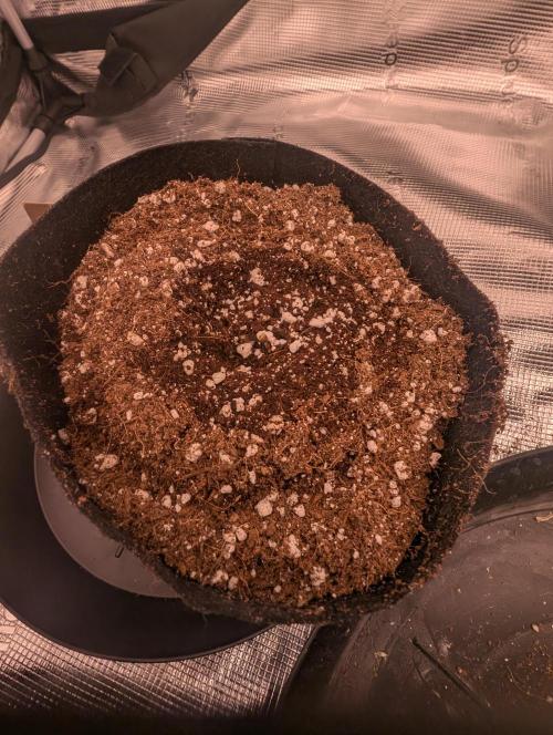 Giannasisgrows. Week 1