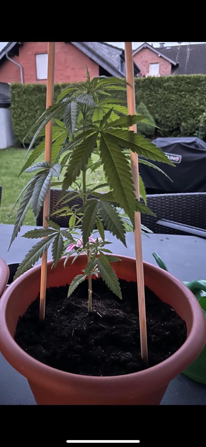 First Run Ever - Early Skunk. Week 3