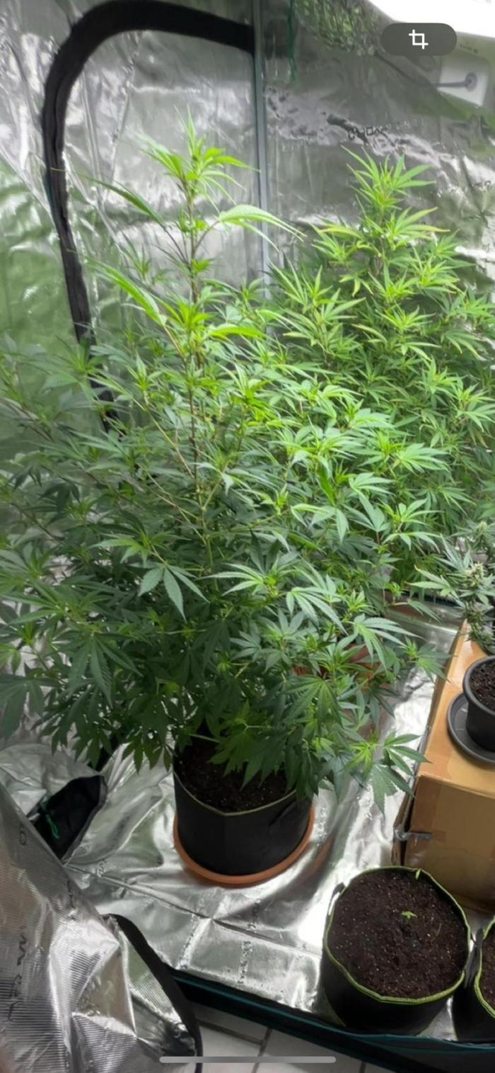 First Run Ever - Early Skunk. Week 1