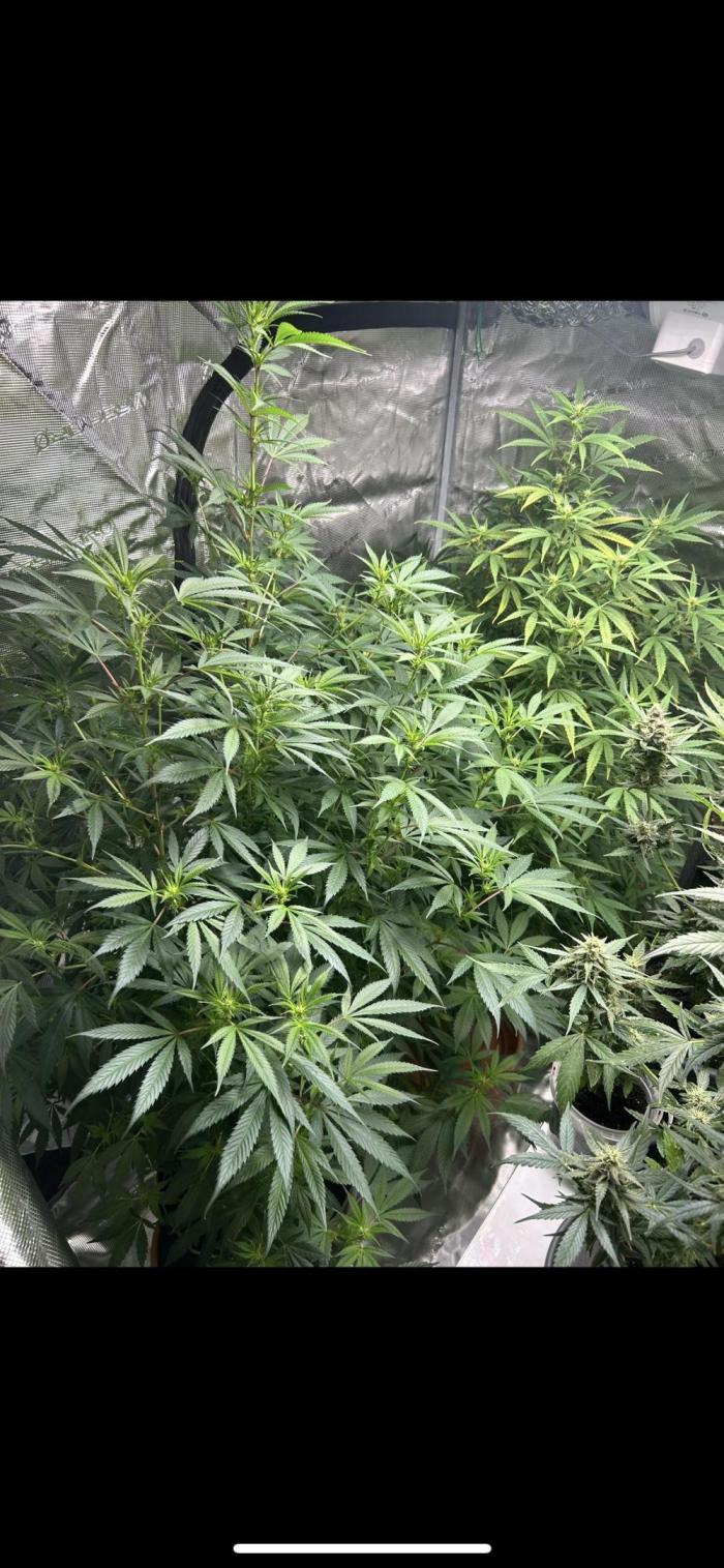 First Run Ever - Early Skunk. Week 2