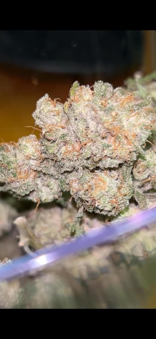 First Run Ever - Early Skunk. Week 9