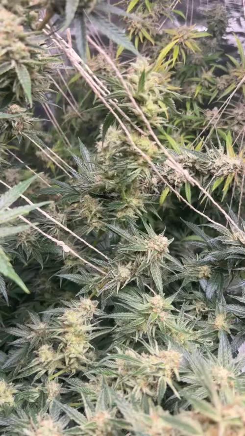 First Run Ever - Early Skunk