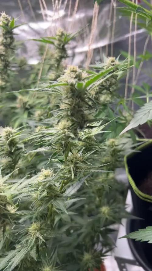 First Run Ever - Early Skunk