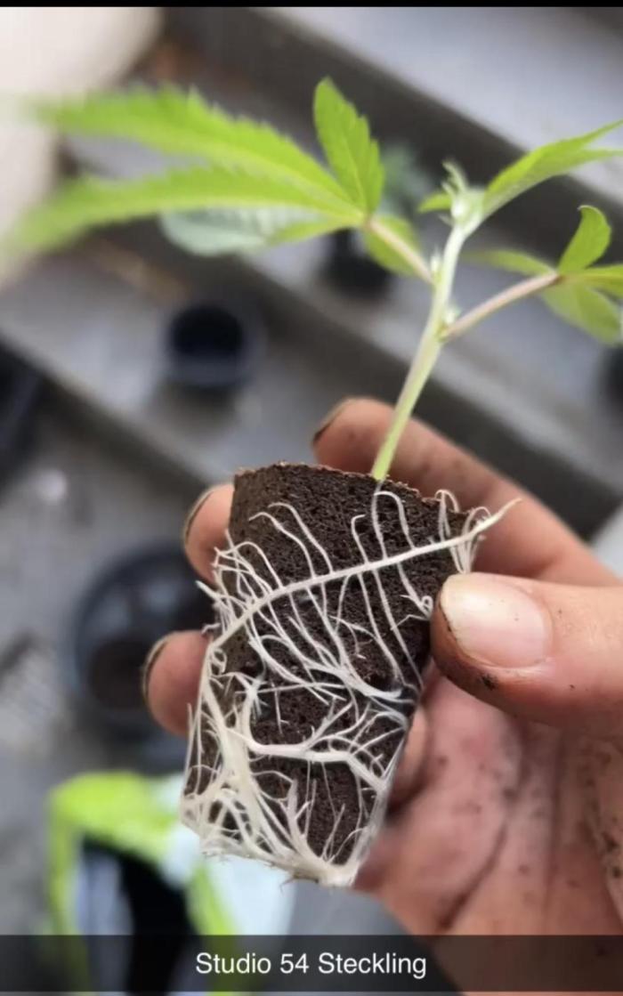 Cannafair 25 Clone Run. Week 0 - pic from 11.09.25 
RG & BB were the same height - clones not bought, selfmade