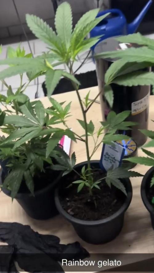 Cannafair 25 Clone Run. Week 3