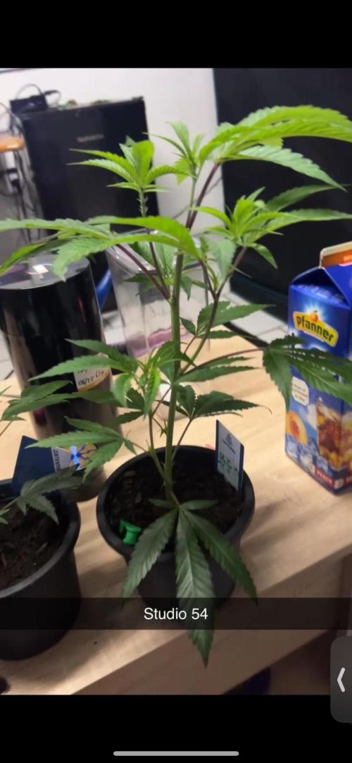 Cannafair 25 Clone Run. Week 3