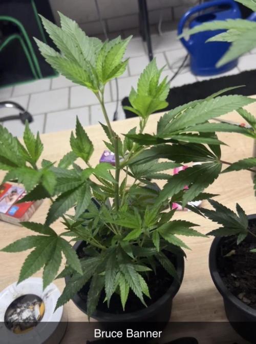 Cannafair 25 Clone Run. Week 3