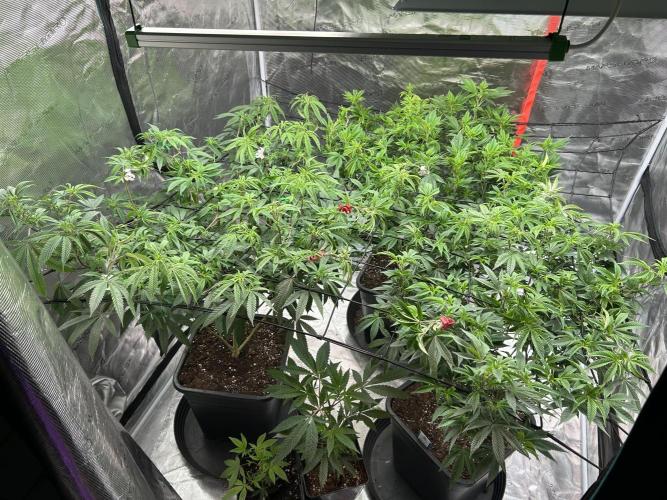 Cannafair 25 Clone Run. Week 14