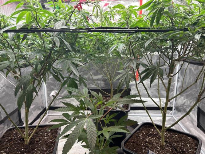 Cannafair 25 Clone Run. Week 14