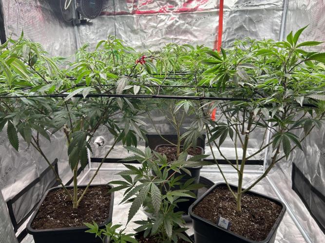 Cannafair 25 Clone Run. Week 14 - New RG & Studio clones in the making - right side studio is 2.5 weeks old 