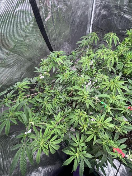 Cannafair 25 Clone Run. Week 14 - Studio54