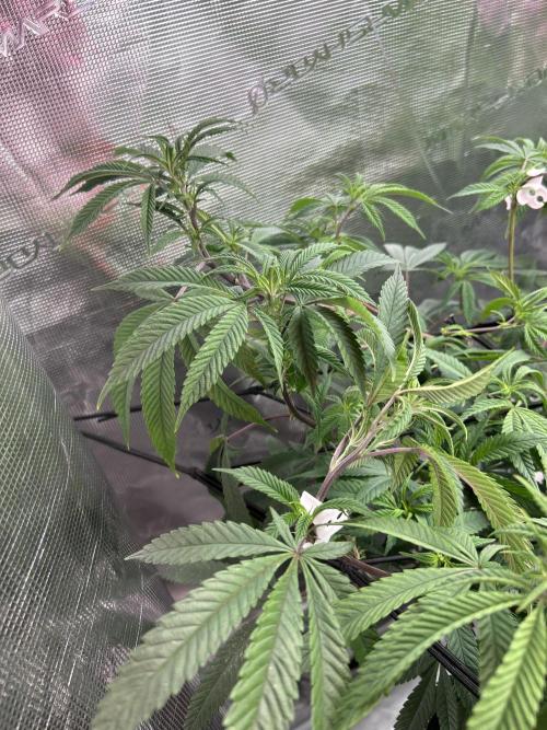 Cannafair 25 Clone Run. Week 14 - Studio54