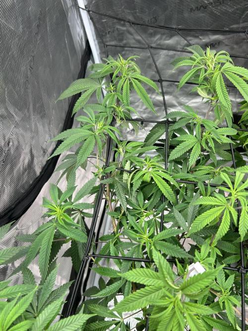 Cannafair 25 Clone Run. Week 14 - Studio54