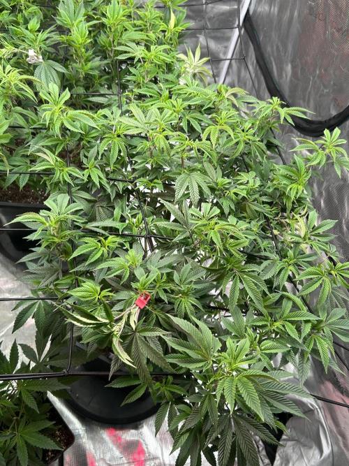 Cannafair 25 Clone Run. Week 14 - Rainbow Gelato