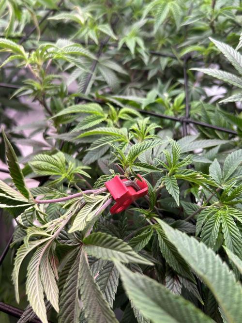 Cannafair 25 Clone Run. Week 14 - Rainbow Gelato