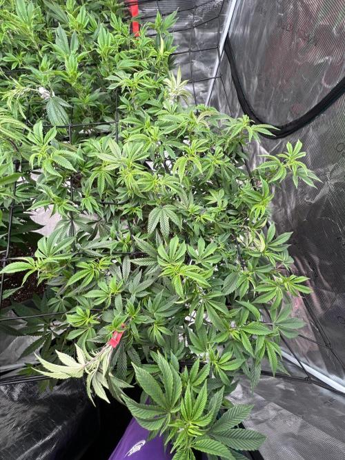 Cannafair 25 Clone Run. Week 14 - Rainbow Gelato