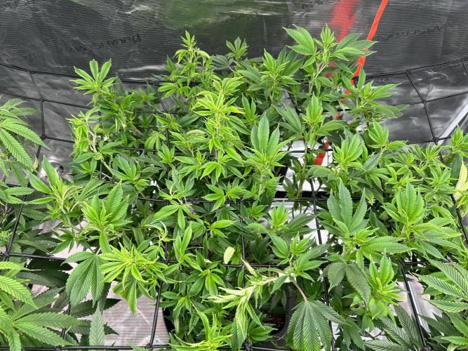 Cannafair 25 Clone Run. Week 14 - Bruce Banner 