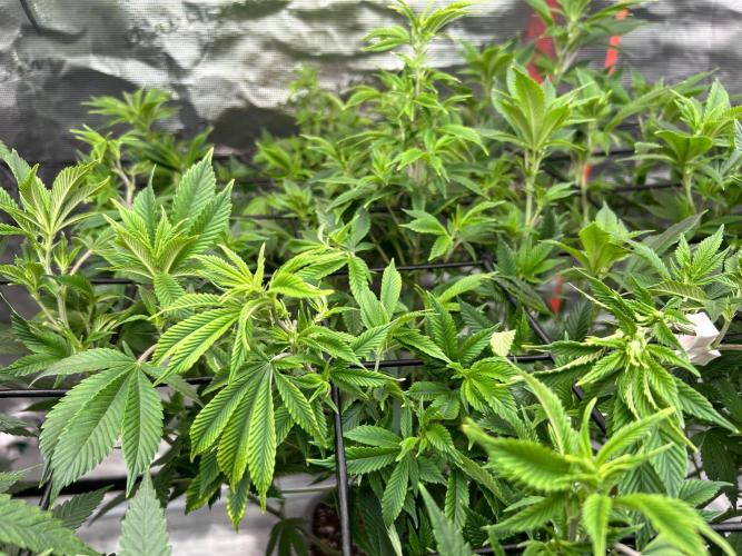 Cannafair 25 Clone Run. Week 14 - Bruce Banner 