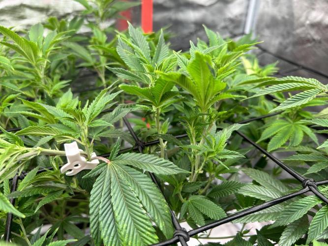 Cannafair 25 Clone Run. Week 14 - Bruce Banner 