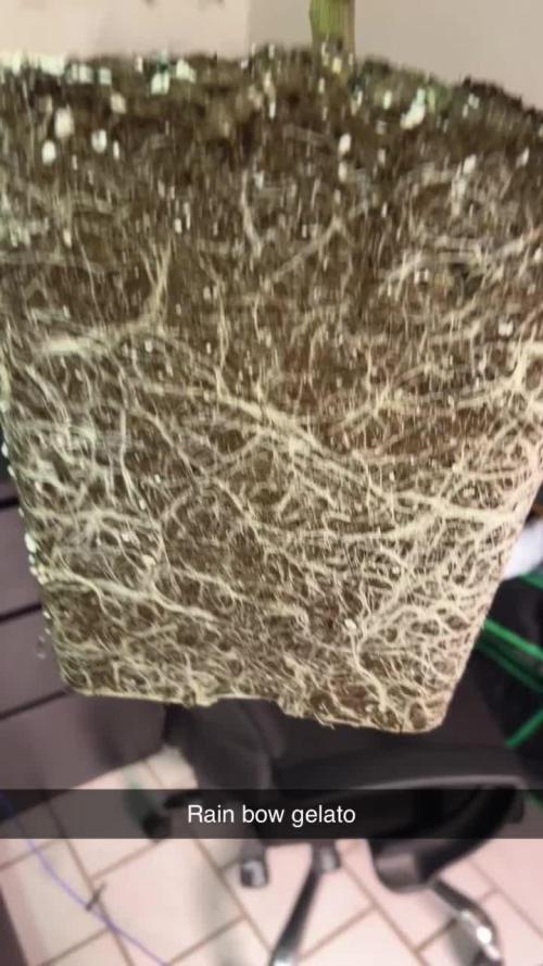 Cannafair 25 Clone Run