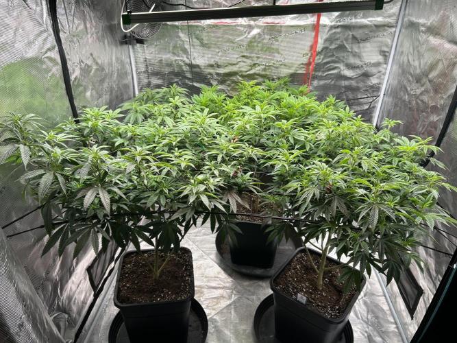 Cannafair 25 Clone Run. Week 1