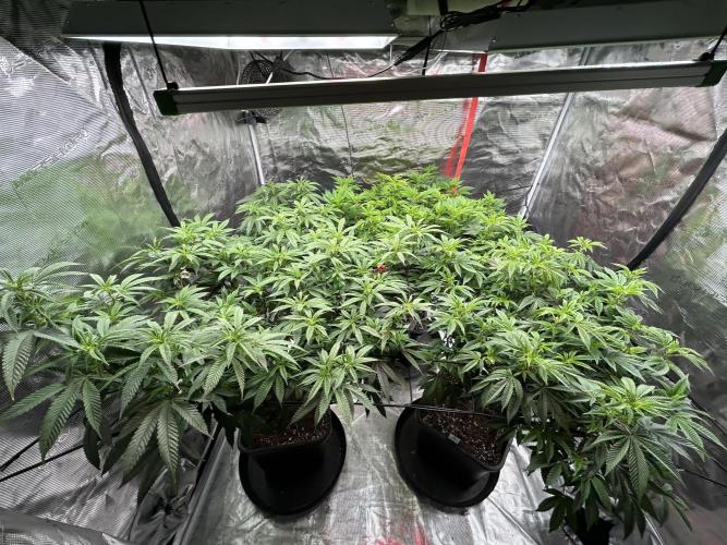 Cannafair 25 Clone Run. Week 1