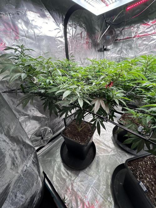 Cannafair 25 Clone Run. Week 1 - Studio 54