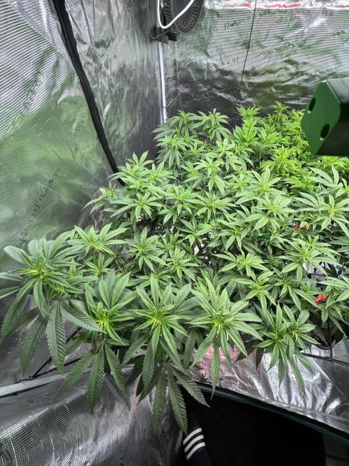 Cannafair 25 Clone Run. Week 1 - Studio 54