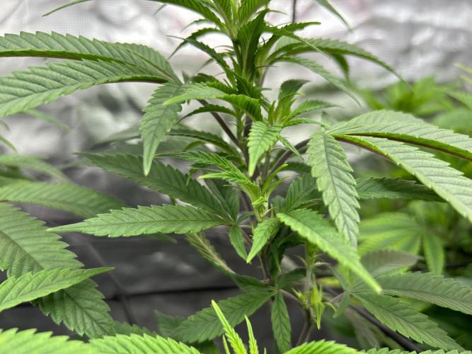 Cannafair 25 Clone Run. Week 1 - Stuido54