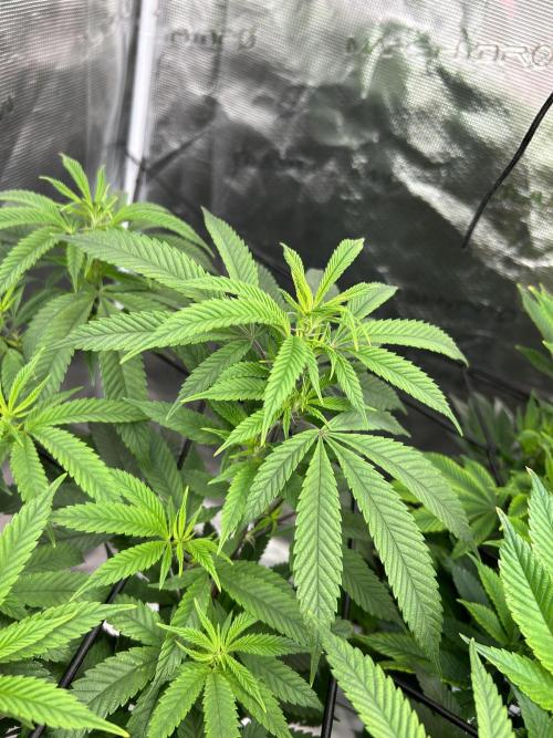 Cannafair 25 Clone Run. Week 1 - Studio 54