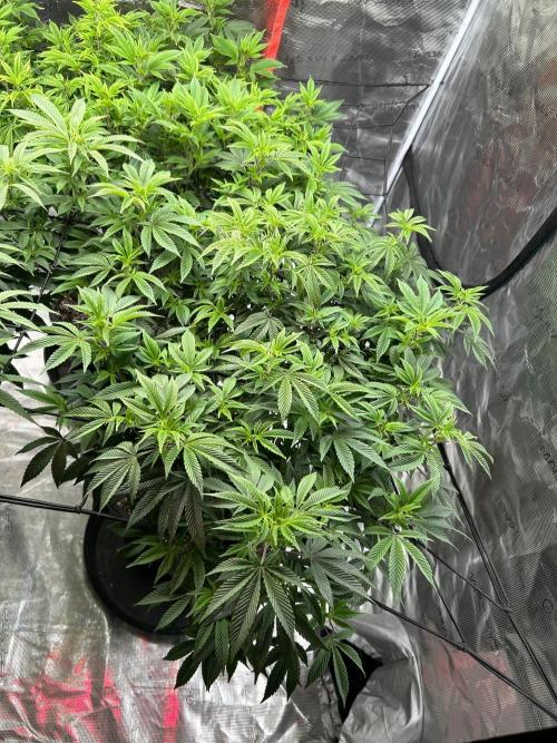 Cannafair 25 Clone Run. Week 1 - Rainbow Gelato