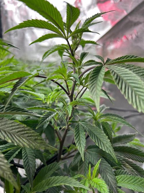 Cannafair 25 Clone Run. Week 1 - Rainbow Gelato 