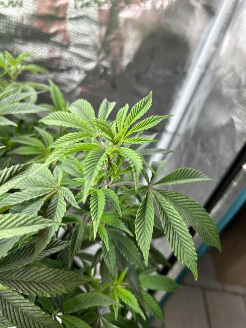 Cannafair 25 Clone Run. Week 1 - Rainbow Gelato